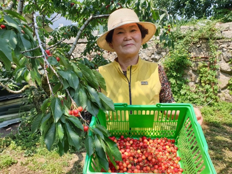 코오롱호텔, 지역 농가 상생 경주 김정숙 농부의 체리 농장