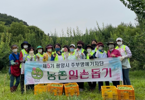 광양시 주부명예기자단, 매실 수확기 농촌일손돕기/사진=광양시