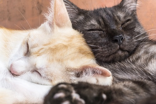 한국장학진흥원, 펫시터 반려동물관리사 자격증 무료수강 이벤트 나눔 이벤트 펼쳐