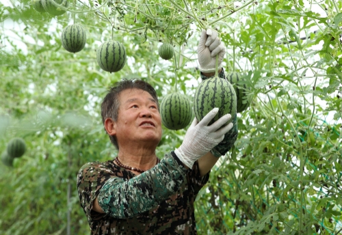 사과처럼 깎아 먹는 강진군‘애플수박’