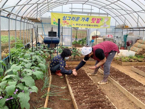 무안군자원봉사센터는 지난 18일 싱그러운 가족텃밭을 운영해 수확한 채소 20kg을 관내 사회복지시설과 통합사례관리가정 20곳에 전달했다/사진=무안군