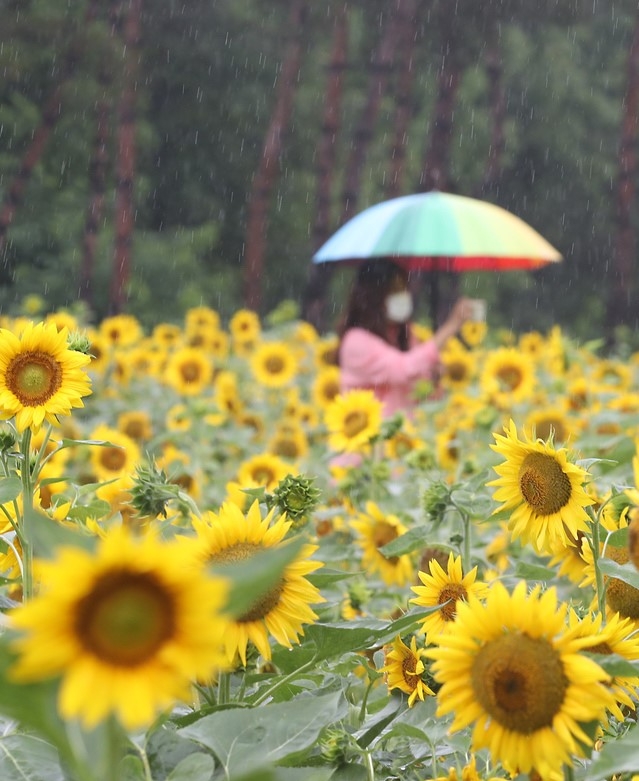 인천시 서구 드림파크 야생화 단지 해바라기 꽃밭에서 우산을 쓴 시민이 사진을 찍으며 산책을 하고 있다.