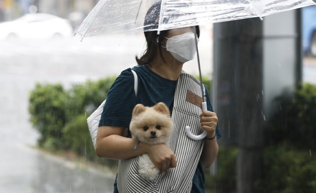 지난 23일 서울 종로구 광화문네거리 인근에서 갑자기 내린 소나기에 강아지가 주인 품에 안겨 비를 피하고 있다.