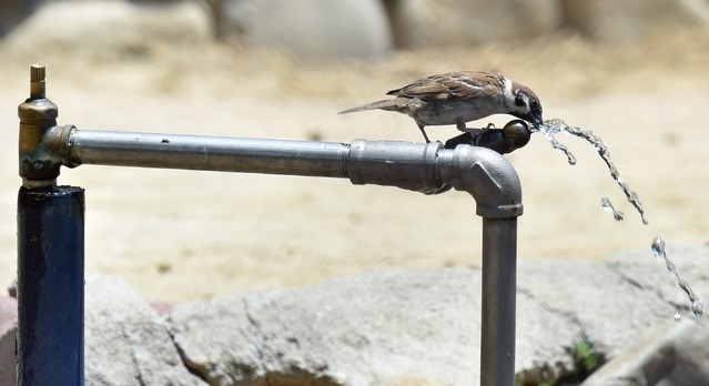 초여름 날씨를 보인 21일 오후 대구 중구 달성공원 수돗가에서 무더위에 지친 참새 한 마리가 목을 축이고 있다.