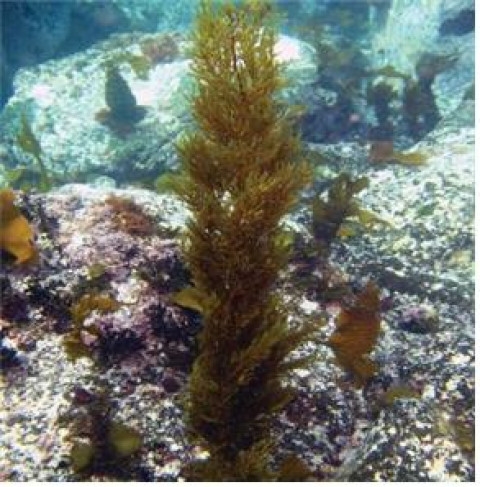 괭생이모자반 생육