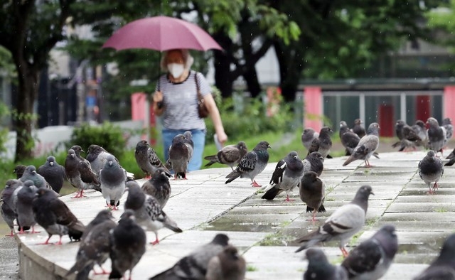비가 오고 바람이 부는 3일 오후 인천시 남동구 중앙공원에서 우산을 쓴 시민이 비에 젖은 비둘기 옆을 지나가고 있다.