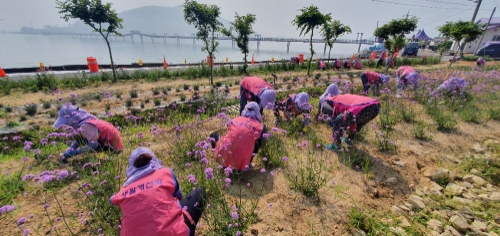 한국생활개선신안군연합회는 2일 퍼플섬 주변 경관조성을 위한 꽃 심기 봉사활동을 실시했다/사진=신안군