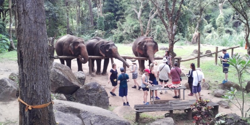 관광객들로부터 먹이를 받아먹고 있는 코끼리들의 모습.