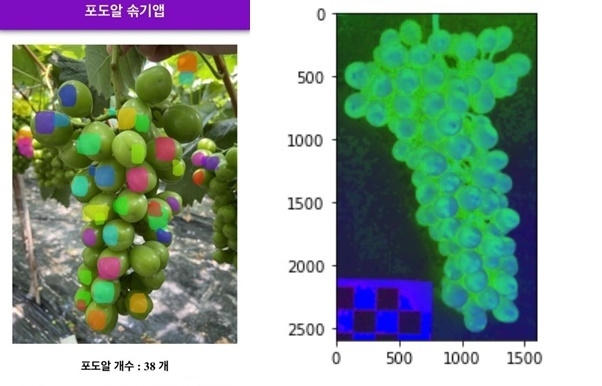 스마트폰으로 포도 한송이에 몇 알이 붙어 있나 알 수 있다