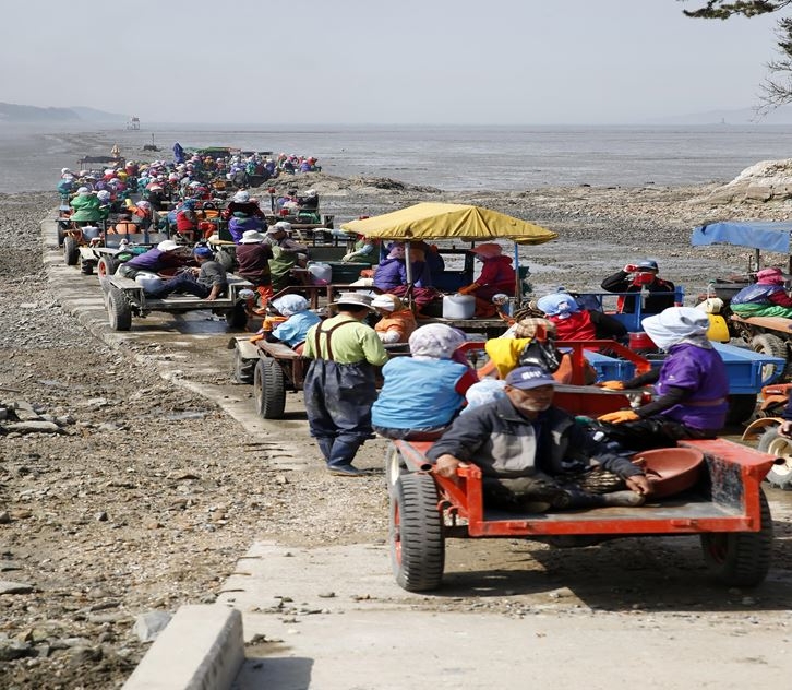 태안군 근소만 일대, 게르마늄 바지락 생산단지 조성