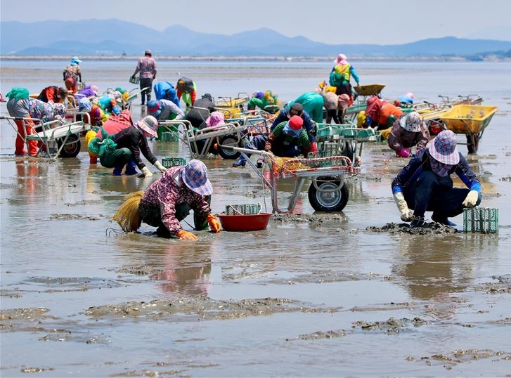 태안군 근소만 일대, 게르마늄 바지락 생산단지 조성