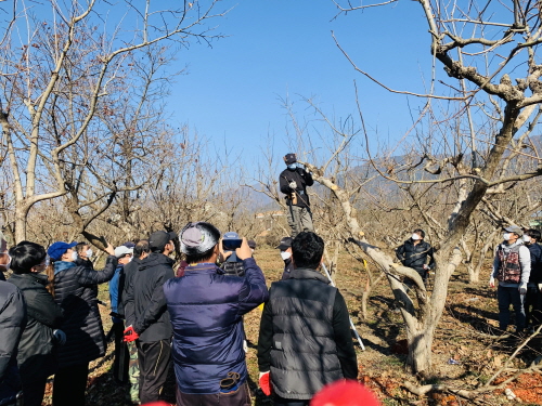 지역특화작목인 감의 고품질 생산을 위한 정지전정 전문농업인 양성과정 교육/사진=구례군