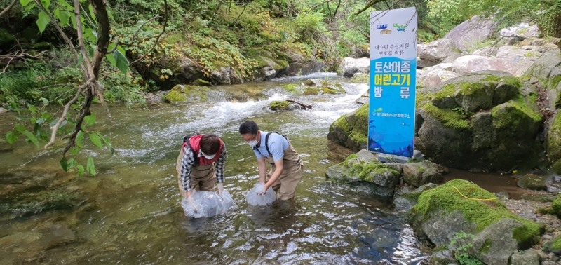 경기도가 가평천에 미유기 치어를 방류하고 있다.사진=경기도제공