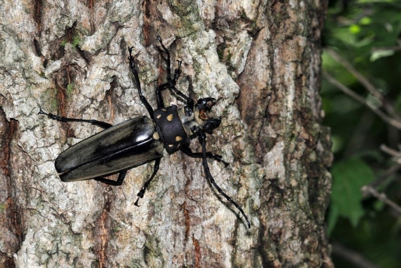 광릉숲 고사목에서 발견된 천연기념물인 장수하늘소 수컷.사진=국립수목원제공