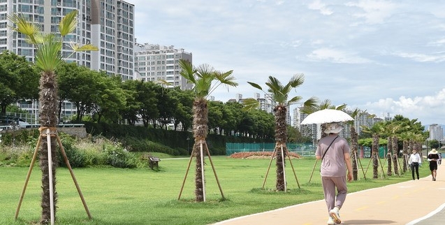 대구 전역에 폭염주의보가 발효된 19일 오후 대구 남구 중동교 아래 신천둔치에 야자수가 식재돼 산책하는 시민들의 눈길을 끌고 있다.