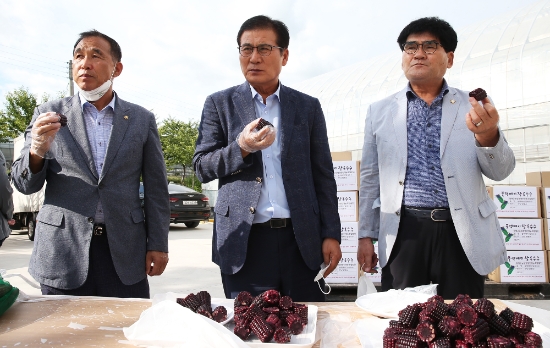 이상익 함평군수가 블랙베리 옥수수를 시식하고 있다./사진=함평군
