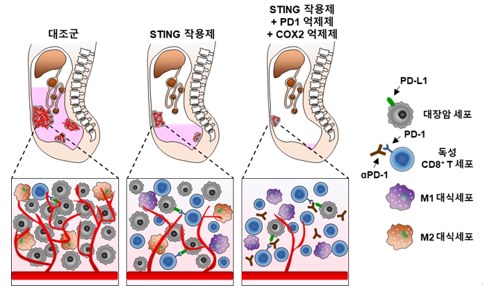 스팅 치료 후 면역 킬러세포인 CD8 T세포(파란색)가 증가하며, 면역억제세포인 면역억제세포인 M2대식세포(붉은색)가 감소함을 확인할 수 있다.