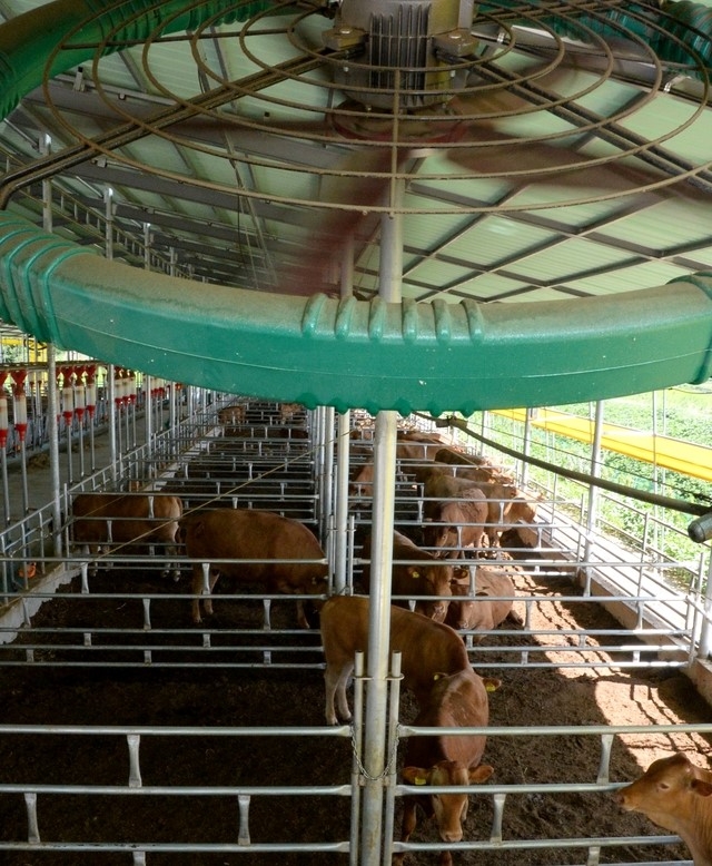 폭염경보가 발효된 27일 오후 충북 청주시 청원구 북이면 한 축사에서 소들이 대형 선풍기 아래에서 더위를 파히고 있다.