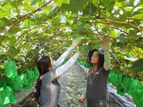 지난 27일 성전면 도림리 농장에서 선도농가와 신규귀농인이 포도 가지 솎기 작업을 하고 있다/사진=강진군