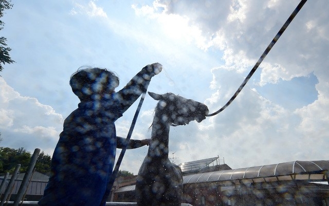 연일 폭염이 이어지고 있는 지난달 29일 오후 대구 달서구 대덕승마장에서 승마 교관이 말에게 시원한 물을 뿌리며 더위를 식혀주고 있다.