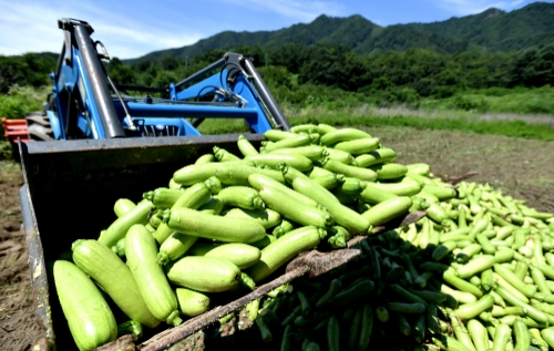 카카오메이커스, 산지 폐기 위기 처한 ‘화천 애호박’ 주문 진행…농가 돕는다