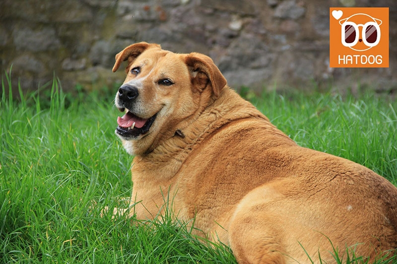 하트독, 비만 반려견을 위한 다이어트 식당 추천