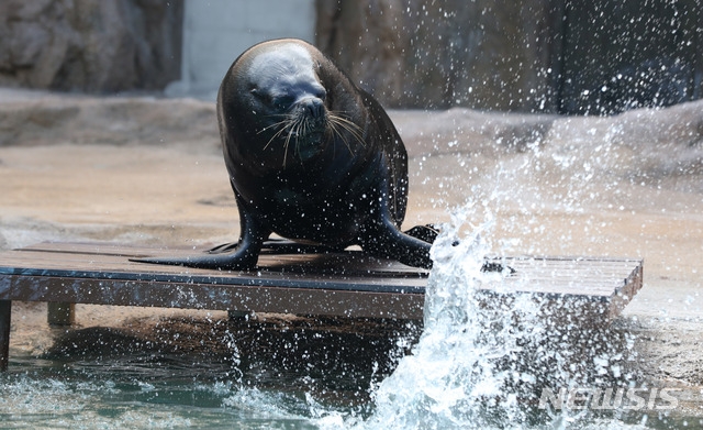지난 6일 오전 경기 과천시 서울대공원 동물원에서 오타리아가 얼음특식을 먹으며 더위를 식히고 있다.