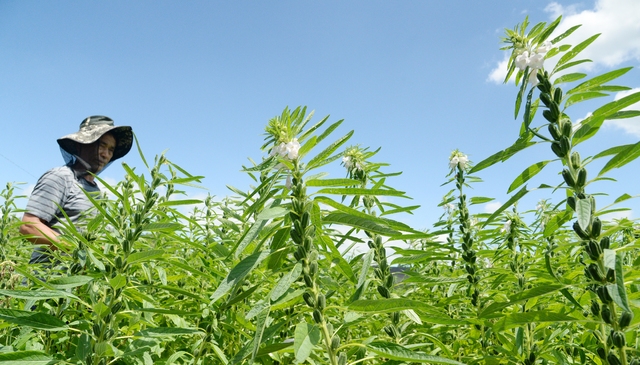 김제시의 참깨밭에서 한 농부가 순지르기를 하며 구슬땀을 흘리고 있다.