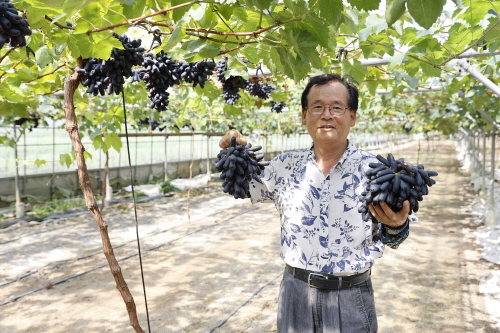 보성군, 유망 신소득 작목 녹차골 포도 본격 출하/사진=보성군