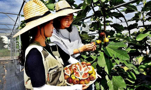 영암군 지역특화 과수인 무화과/사진=영암군