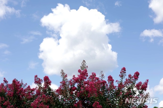 지난달 10일 경북 안동시 풍산읍 체화정(棣華亭) 배롱나무꽃 위로 뭉개구름이 피어 있다.