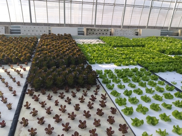 경기도 여주시의 한농장에서 물고기와 채소를 함께 기르는 아쿠아포닉스로 매출이 크게 오르고 있다.사진=경기도 제공