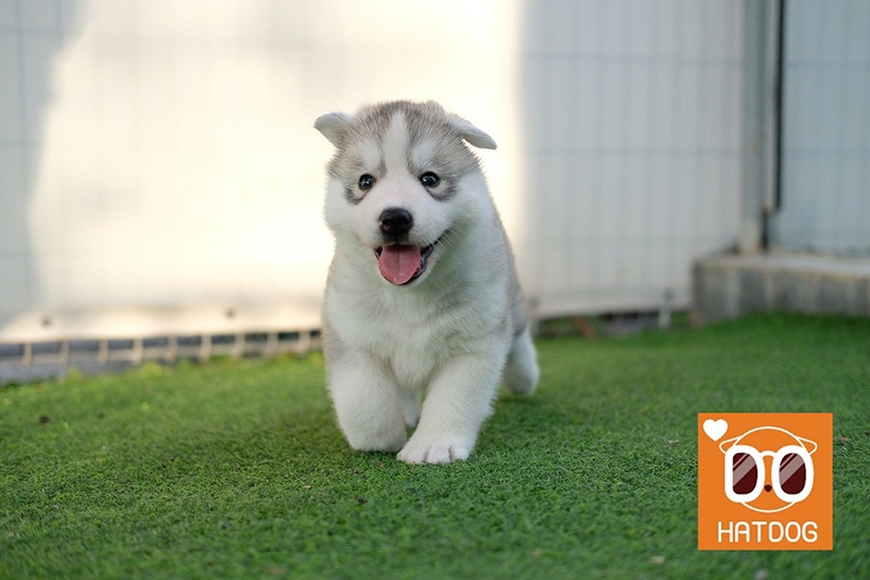 하트독, 드넓은 잔디밭이 매력적인 애견 카페 추천