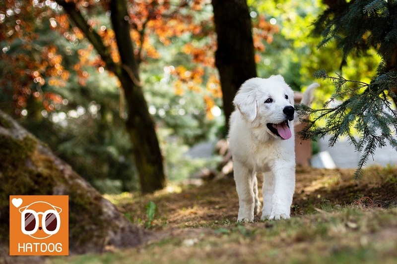 하트독, 댕댕이와 함께 분위기 있는 가을 카페에 가다