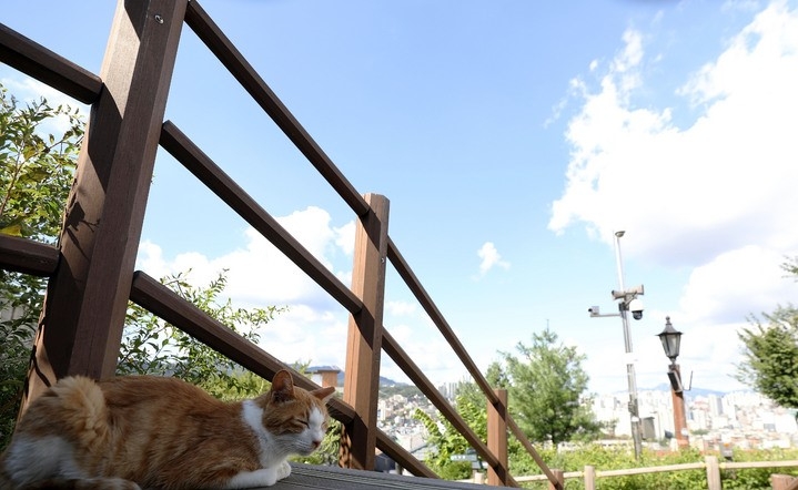 맑은 하늘이 드러난 지난 8일 오후 서울 종로구 낙산공원에서 고양이가 낮잠을 자고 있다.