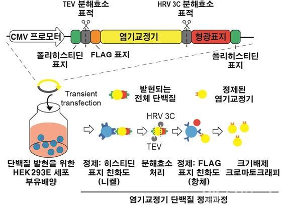 단백질염기교정기정제모식도