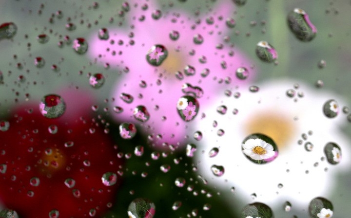 이슬이 내리기 시작한다는 절기상 백로인 지난 7일 오후 서울 영등포구 여의도한강공원에서 만개한 코스모스가 빗방울에 투영돼 보이고 있다.