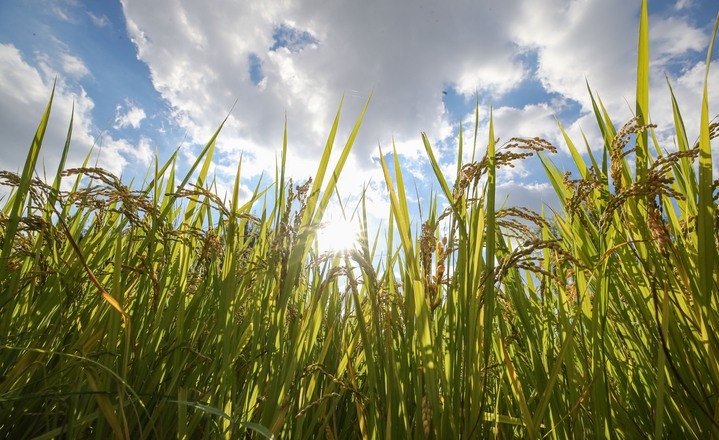 아침 전후로 선선한 가을 날씨를 보이고 있는 지난 8일 오후 서울 송파구 올림픽공원 내 벼농사 체험장에 벼가 익어가고 있다.