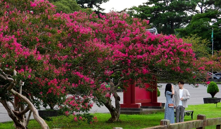비교적 맑은 날씨를 보인 지난 9일 오후 제주시 애월읍 항파두리 항몽유적지를 찾은 관람객들이 활짝 핀 배롱나무꽃 아래로 걸으며 성큼 다가온 가을 분위기를 만끽하고 있다.