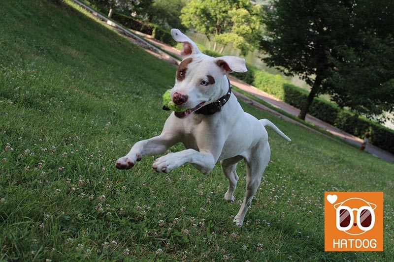 하트독, 댕댕이도 빠져드는 놀이동산 어디?