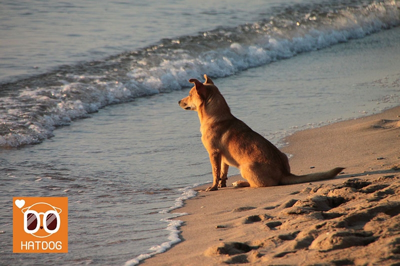 하트독, 댕댕이와 제주 추천 맛집으로 떠나자