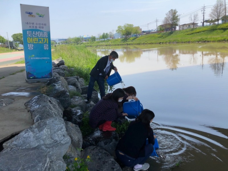경기도가 생태계보호를 위해 경기 안성시 소재 안성천에 붕어를 방류하고 있다.사진=경기도제공
