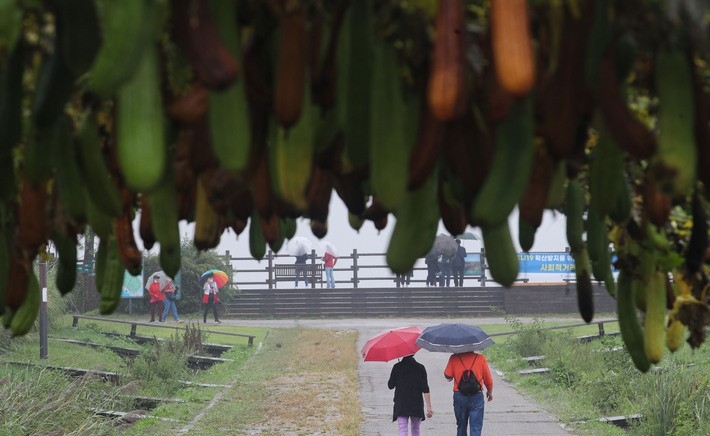 농작물에 이슬이 맺히고 가을의 시작을 알린다는 절기상 '백로(白露)'인 지난 7일 오후 서울 마포구 하늘공원에서 시민들이 우산을 쓰고 산책을 하고 있다.