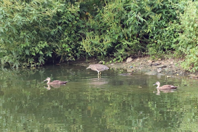 수원시 수목원 조성현장에 출현한 법정보호종 조류가 먹이를 찾고 있다.사진=수원시제공