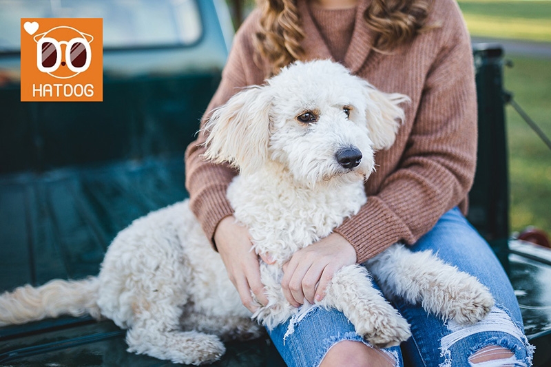 댕댕이가 먼저 조르는 맛집 어디? '하트독'에 물어봐