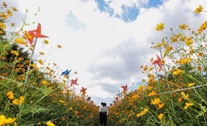 절기상 '추분(秋分)'인 지난 23일 오후 서울 송파구 올림픽공원 들꽃마루에서 시민들이 황화 코스모스 사이길을 거닐며 가을을 만끽하고 있다.
