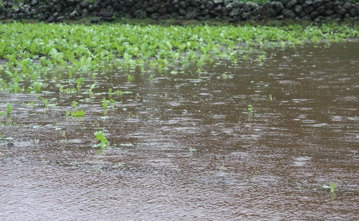 17일 오전 서귀포시 성읍면의 월동무밭에 비가 내리고 있다.