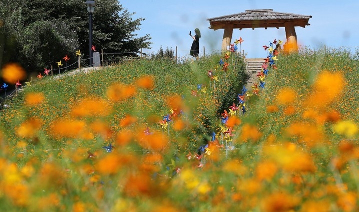 맑은 날씨를 보인 지난 16일 오전 서울 송파구 올림픽공원 들꽃마루에서 시민들이 노랑 코스모스 사진을 찍고 있다.