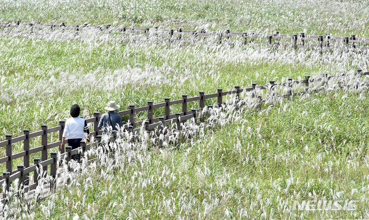 완연한 가을날씨를 보인 지난 26일 대구 달서구 대명유수지를 찾은 시민들이 깊어가는 가을을 만끽하며 바람에 흔들리는 억새 사이를 산책하고 있다.