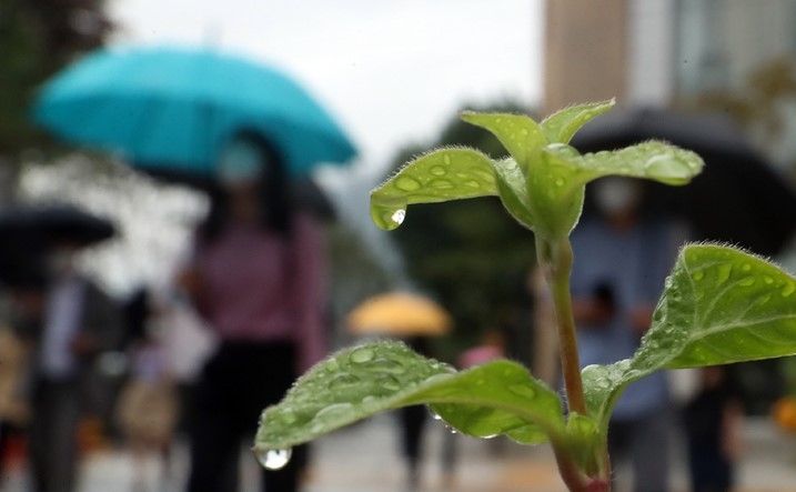 지난 7일 서울 청계광장 인근에서 직장인들이 우산을 쓰고 출근하고 있다. 화단 식물에 빗물이 맺혀 있다.